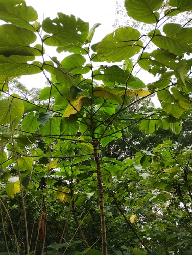 Piper auritum