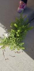 Lepidium austrinum