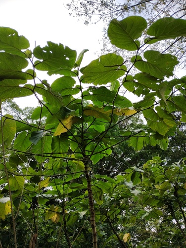 Piper auritum