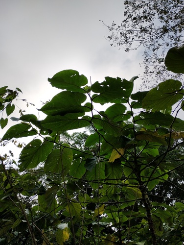 Piper auritum
