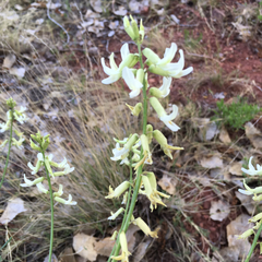 Astragalus lonchocarpus