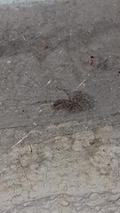 Arachnida