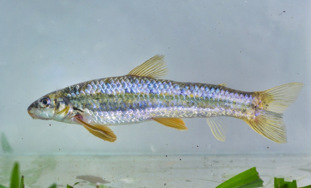 Pearlscale Characin