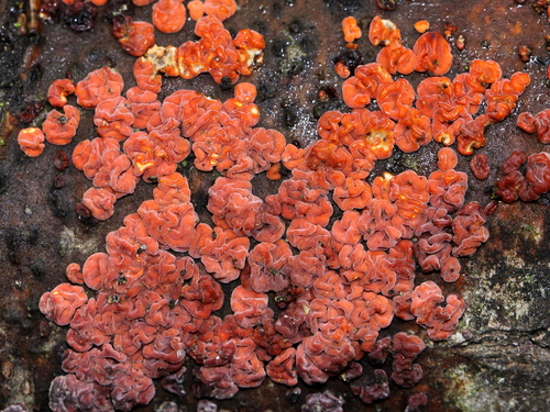 Red Tree Brain Fungus