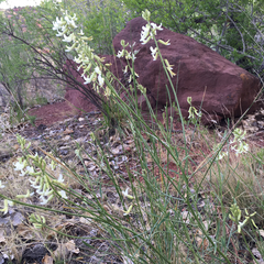 Astragalus lonchocarpus