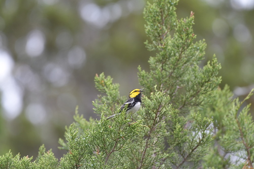 golden-cheeked warbler (Setophaga chrysoparia)