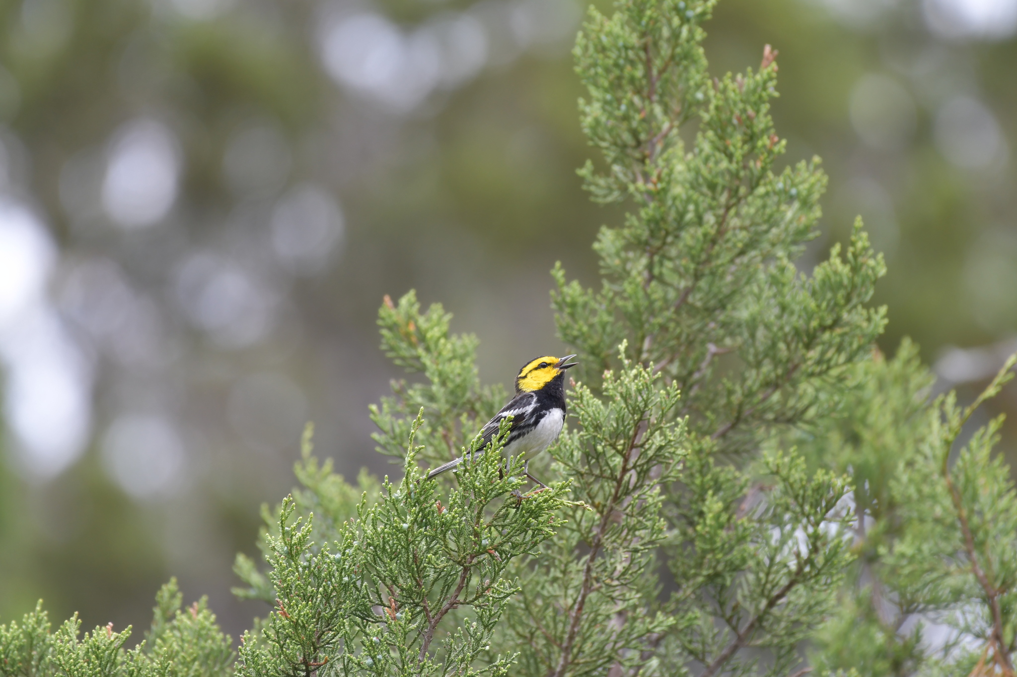 Golden-cheeked Warbler illustration