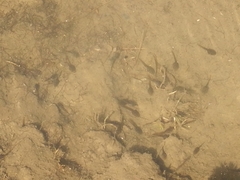 Pleurodema cinereum