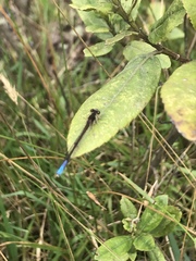 Oxyallagma dissidens