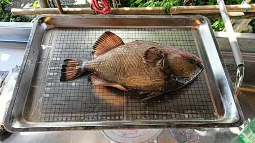 Titan Triggerfish