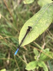 Oxyallagma dissidens