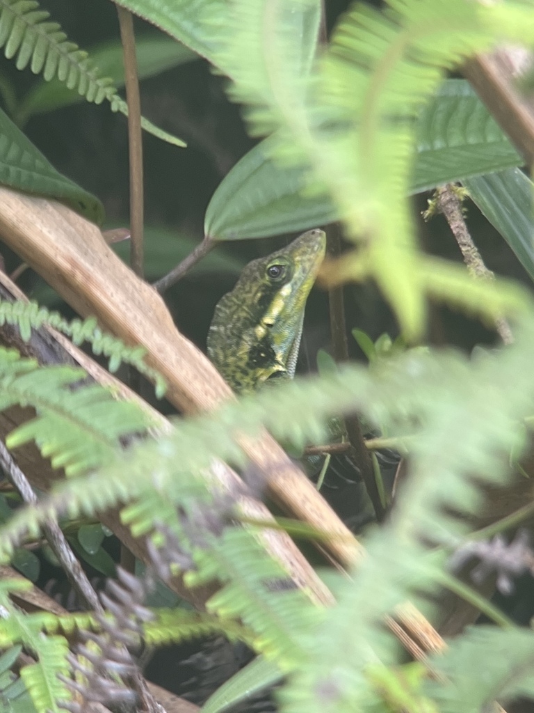 Urrao Anole