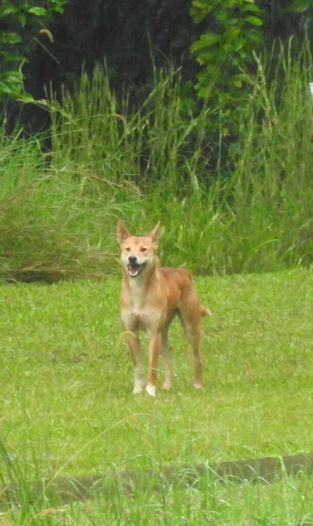 Dingo in March 2024 by Sandy. The three young dingo pups are growing up ...