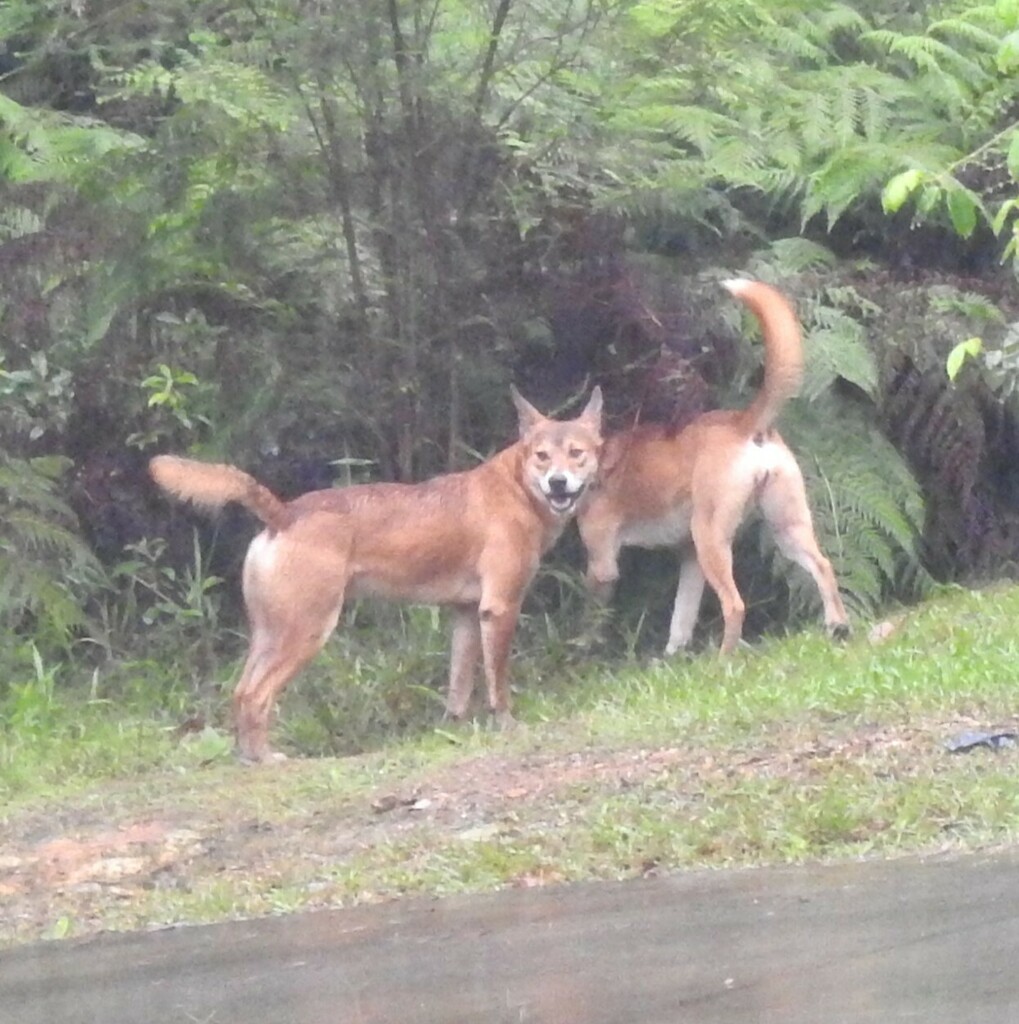 Dingo in March 2024 by Sandy. The three young dingo pups are growing up ...