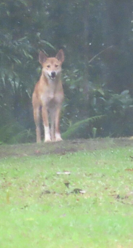 Dingo in March 2024 by Sandy. The three young dingo pups are growing up ...