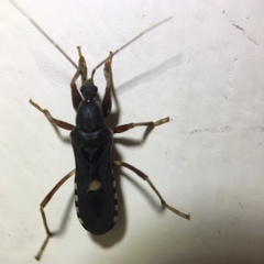 Ectomocoris atrox
