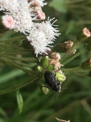 Astylus bourgeoisi
