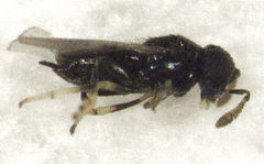 Epiblatticida minutissimus