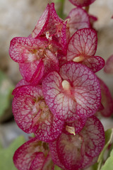 Rumex cyprius