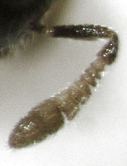 Epiblatticida minutissimus