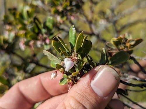 Image of Arctostaphylos pumila by (c) Alexander Wentworth, some rights reserved (CC BY)