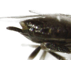 Epiblatticida minutissimus