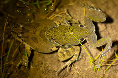 Chile Four-Eyed Frog photo 3