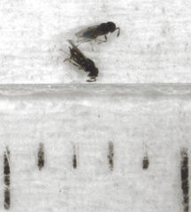 Epiblatticida minutissimus
