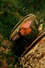 Image of Mimachlamys asperrima