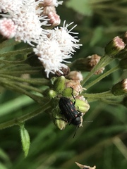 Astylus bourgeoisi