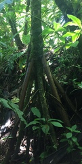 Socratea
