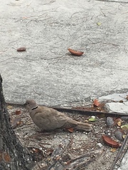 Streptopelia decaocto