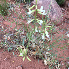 Astragalus lonchocarpus
