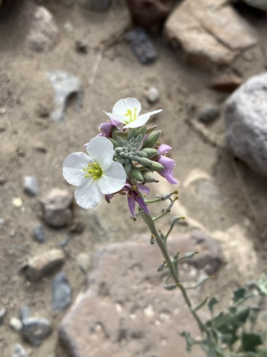 Bicolor Fanmustard