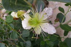 Capparis