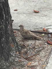 Streptopelia decaocto
