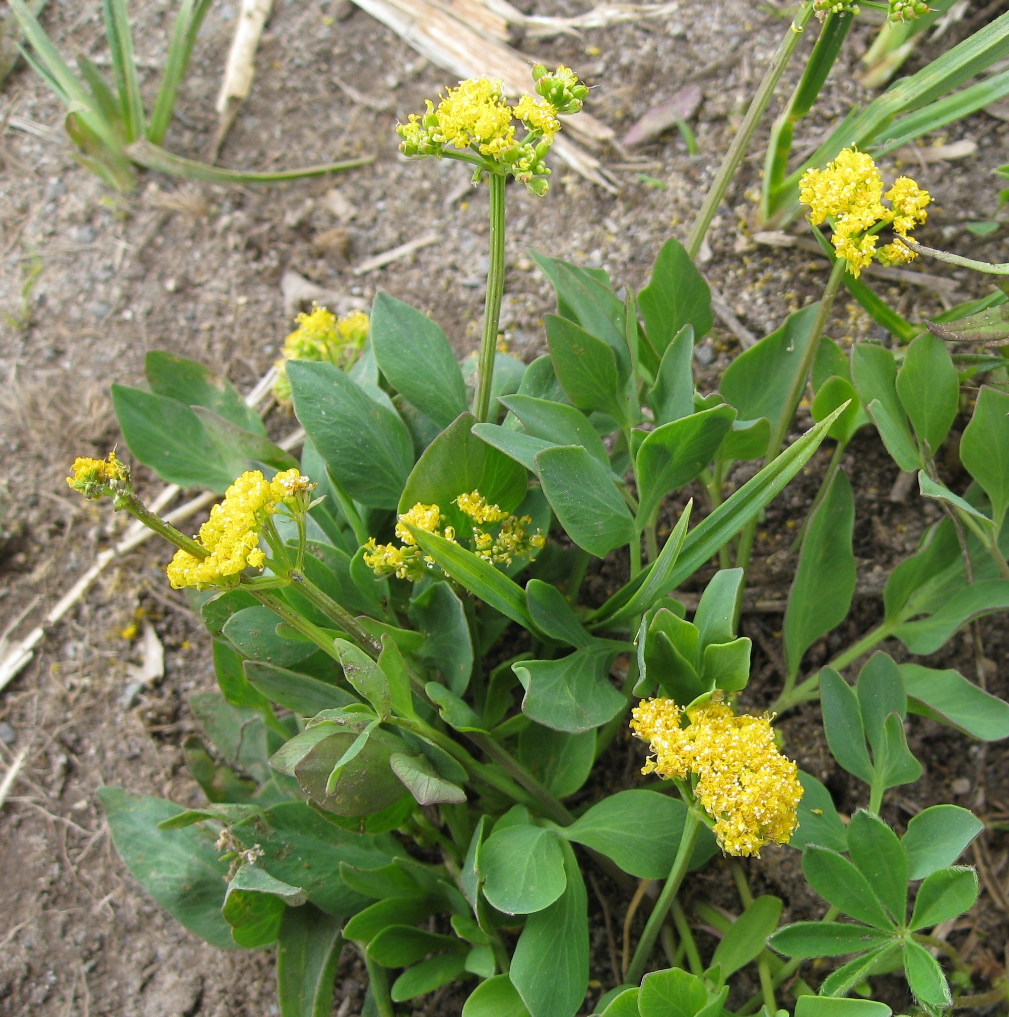 Tauschia stricklandii