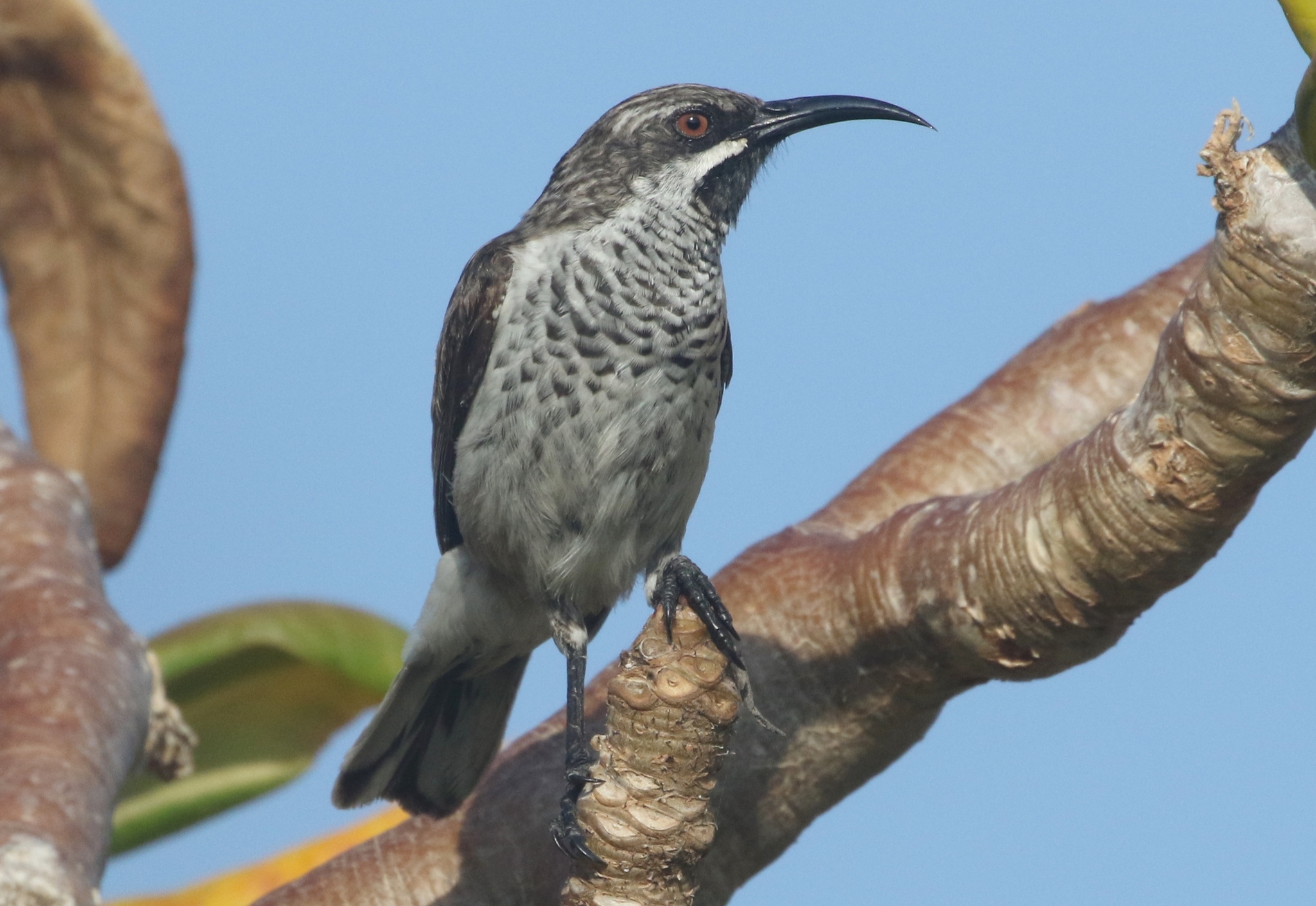 Socotra Sunbird illustration