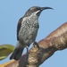 Socotra Sunbird - Photo (c) James Bailey, some rights reserved (CC BY-NC), uploaded by James Bailey