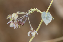 Pergularia tomentosa