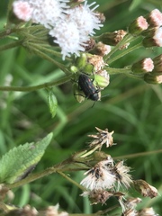 Astylus bourgeoisi
