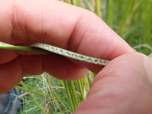 Image of Juncus edgariae by (c) Arnim Littek, some rights reserved (CC BY)