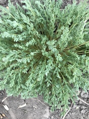 Corydalis aurea aurea