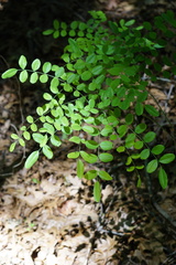 Styphnolobium affine