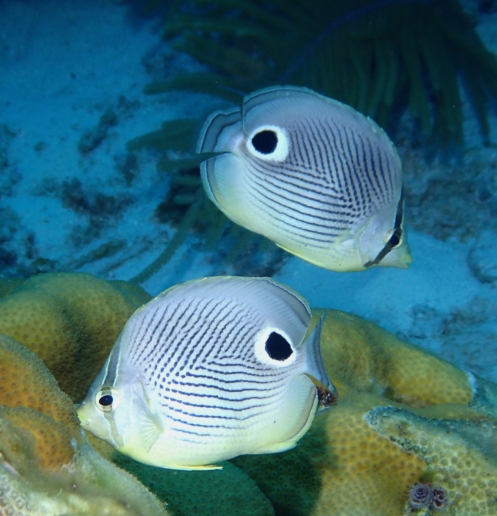 Foureye Butterflyfish