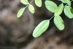 Styphnolobium affine