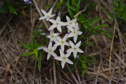 Feltleaf bluestar (Amsonia tharpii)