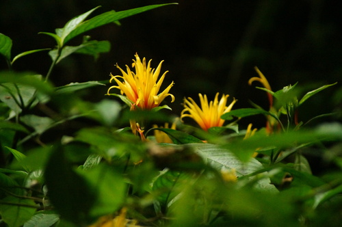 Justicia fimbriata, photograph 2
