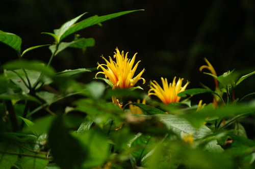 Justicia fimbriata, photograph 3