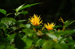 Justicia fimbriata, photograph (c) Carlos Domínguez-Rodríguez, some rights reserved (CC BY)